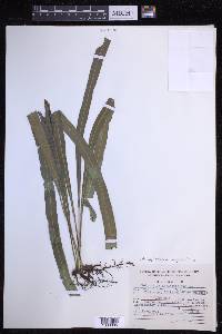 Campyloneurum angustifolium image