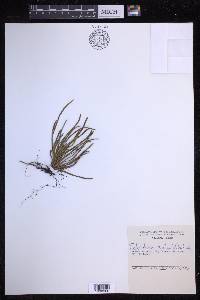 Scleroglossum pusillum image