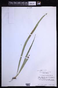 Campyloneurum angustifolium image