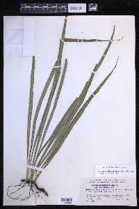 Campyloneurum angustifolium image