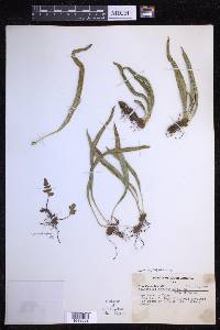 Campyloneurum angustifolium image