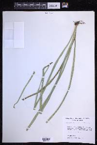 Campyloneurum angustifolium image