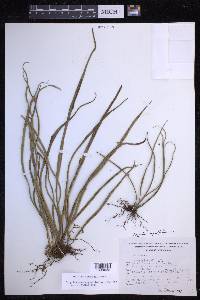 Campyloneurum angustifolium image