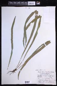 Campyloneurum angustifolium image