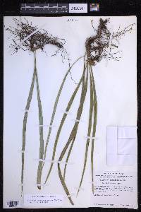 Campyloneurum angustifolium image