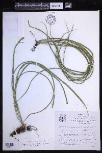 Campyloneurum angustifolium image