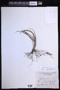 Campyloneurum angustifolium image