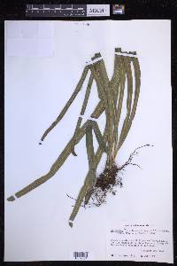 Campyloneurum angustifolium image