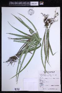 Campyloneurum angustifolium image