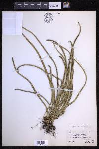 Campyloneurum angustifolium image