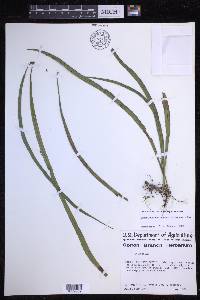 Campyloneurum angustifolium image