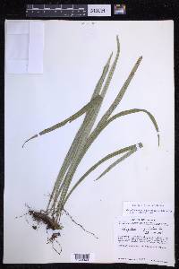 Campyloneurum angustifolium image