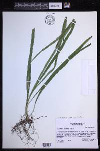 Campyloneurum angustifolium image