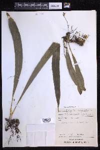 Campyloneurum angustifolium image