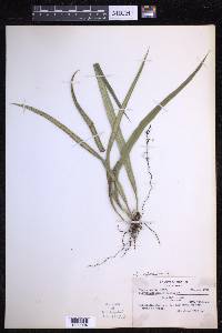 Campyloneurum angustifolium image