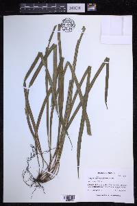 Campyloneurum angustifolium image