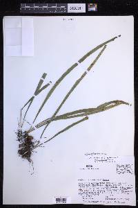 Campyloneurum angustifolium image