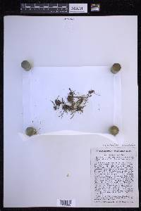 Cochlidium serrulatum image