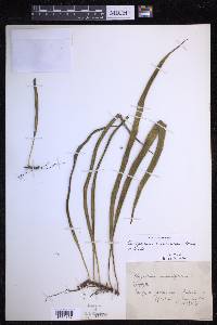 Campyloneurum austrobrasilianum image