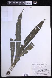 Campyloneurum serpentinum image