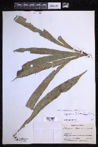 Campyloneurum aphanophlebium image