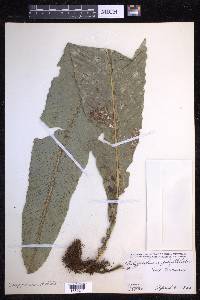 Campyloneurum phyllitidis image