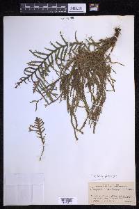 Ceradenia podocarpa image