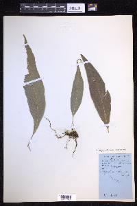 Campyloneurum sphenodes image