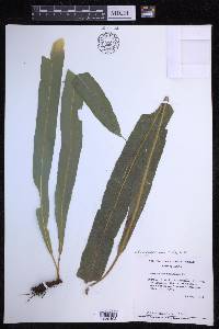 Campyloneurum xalapense image