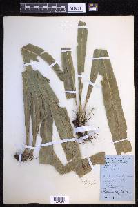 Campyloneurum xalapense image