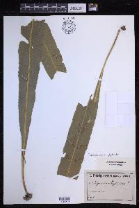 Campyloneurum phyllitidis image