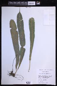 Campyloneurum costatum image