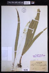 Campyloneurum angustifolium image