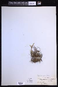 Cochlidium serrulatum image