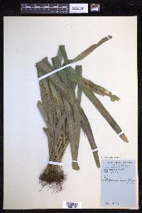 Campyloneurum angustifolium image