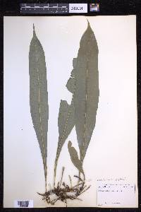 Campyloneurum phyllitidis image