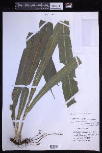 Campyloneurum xalapense image
