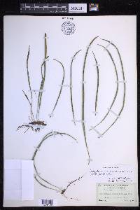 Campyloneurum austrobrasilianum image