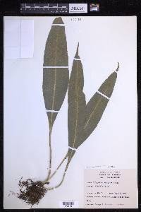 Campyloneurum costatum image