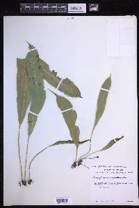Campyloneurum xalapense image