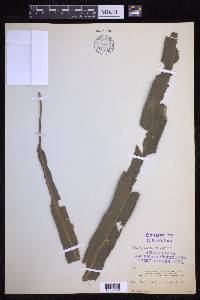 Campyloneurum repens image