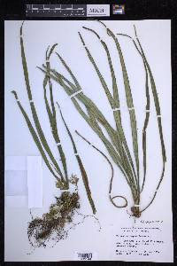 Campyloneurum angustifolium image