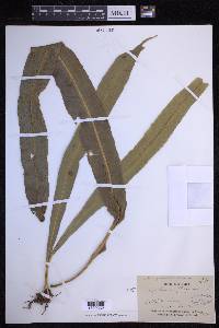 Campyloneurum xalapense image