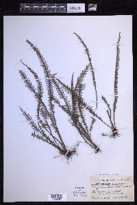 Ctenopterella blechnoides image