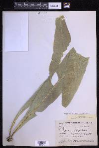 Campyloneurum phyllitidis image