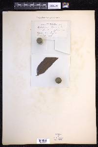 Campyloneurum decurrens image