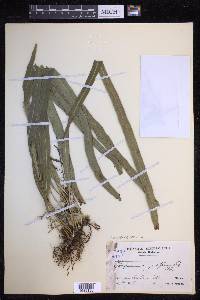 Campyloneurum angustifolium image