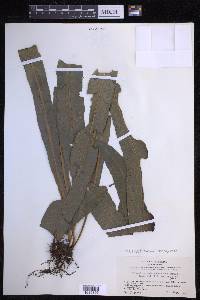Campyloneurum xalapense image