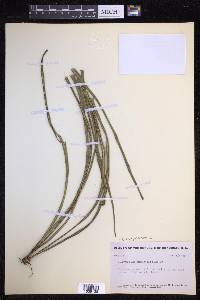 Campyloneurum angustifolium image
