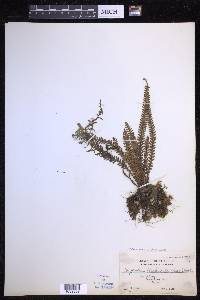 Ctenopterella blechnoides image